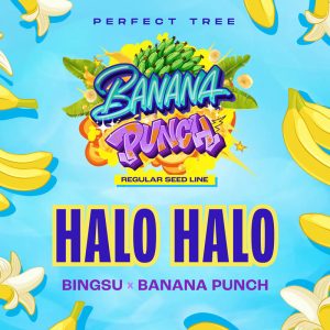 Halo Halo - Perfect Tree - reguläre Samen