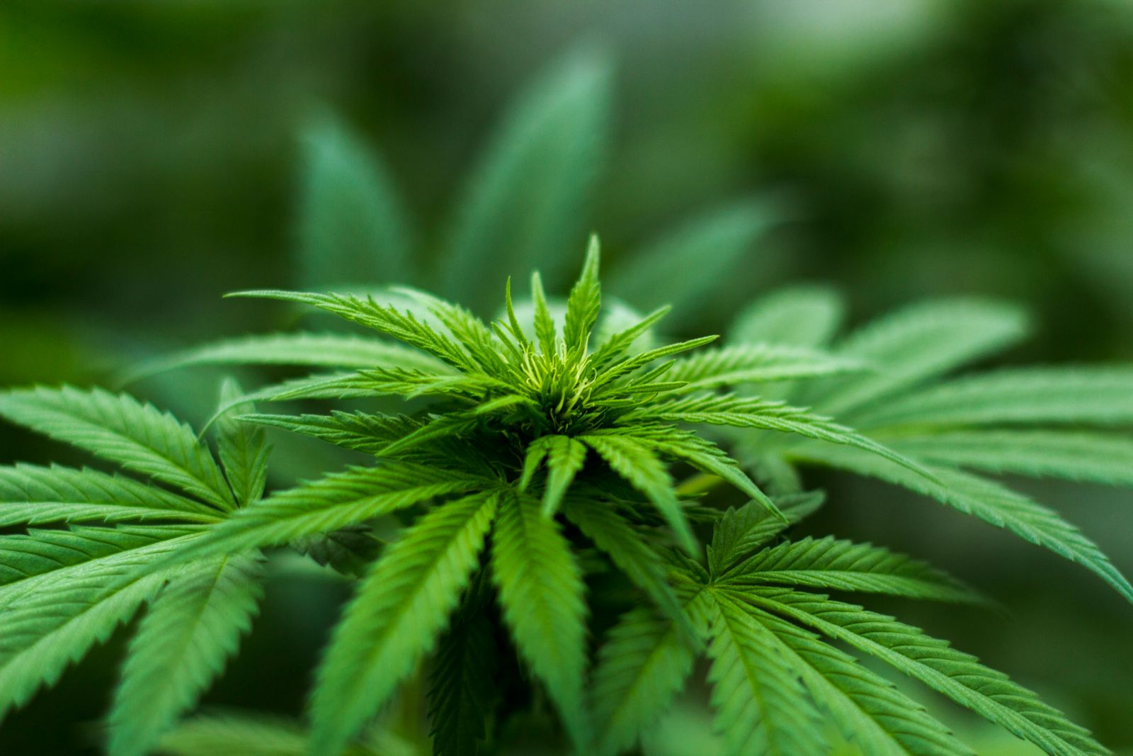 Cannabissamen Pflanze
