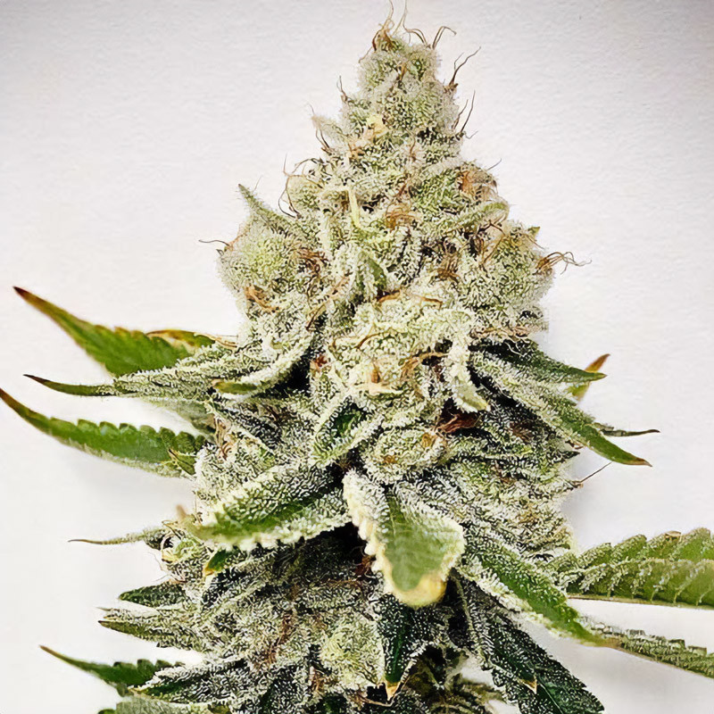 HiFi 4G feminisierte Cannabissamen, Ansicht 2