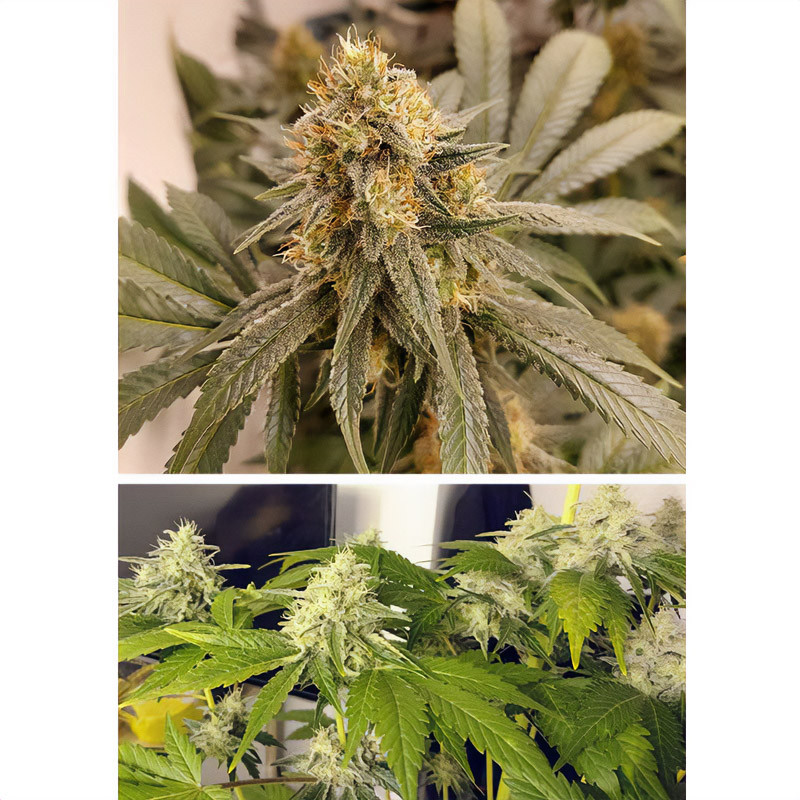 HiFi 4G feminisierte Cannabissamen, Ansicht 3