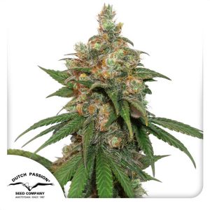 HiFi 4G - Dutch Passion - feminisierte Samen