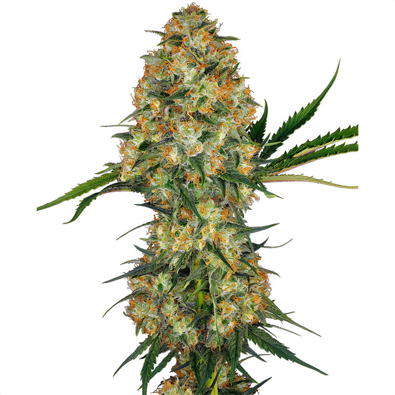 Hindu Kush - Sensi Seeds - feminisierte Samen