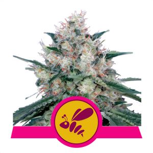 Honey Cream Fast Version - Royal Queen Seeds - feminisierte Samen