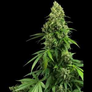 Honey Melon Kush Auto - Sensi Seeds - Autoflowering Samen
