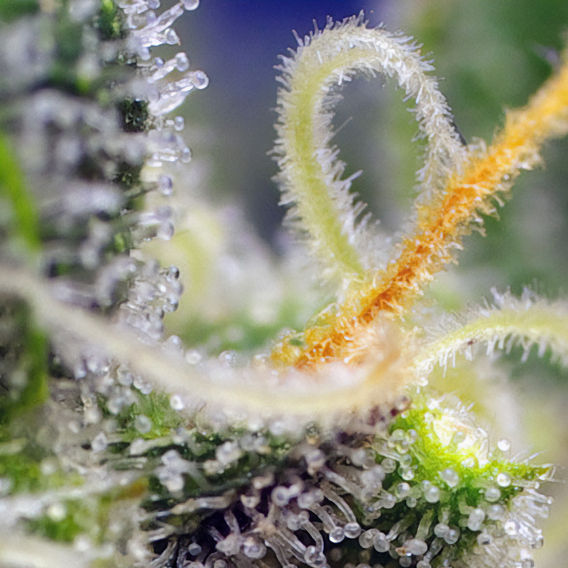 Honey Peach Cbd Auto Sweet Seeds CBD Cannabissamen, Ansicht 3