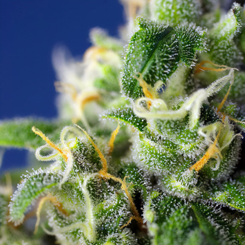 Honey Peach Cbd Auto Sweet Seeds CBD Cannabissamen, Ansicht 4