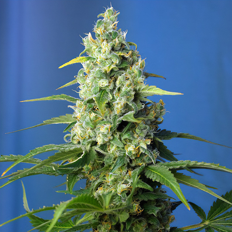 Honey Peach CBD Auto - Sweet Seeds - Samen