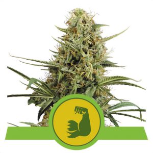 Hulkberry - Royal Queen Seeds - Autoflowering Samen