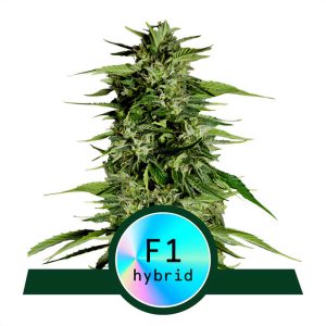 Hyperion F1 - Royal Queen Seeds - Autoflowering Samen