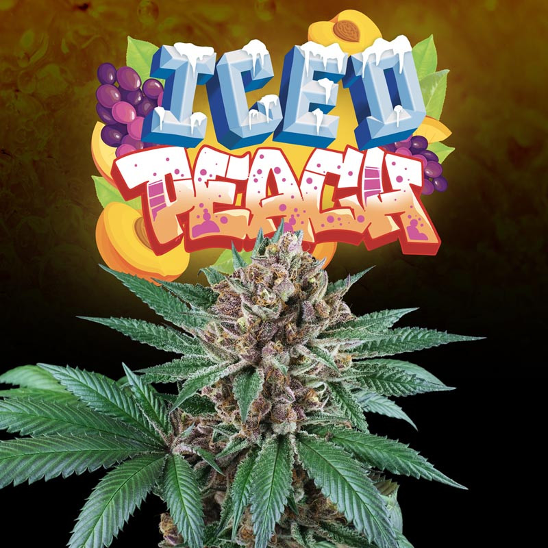 Iced Peach - Perfect Tree - feminisierte Samen