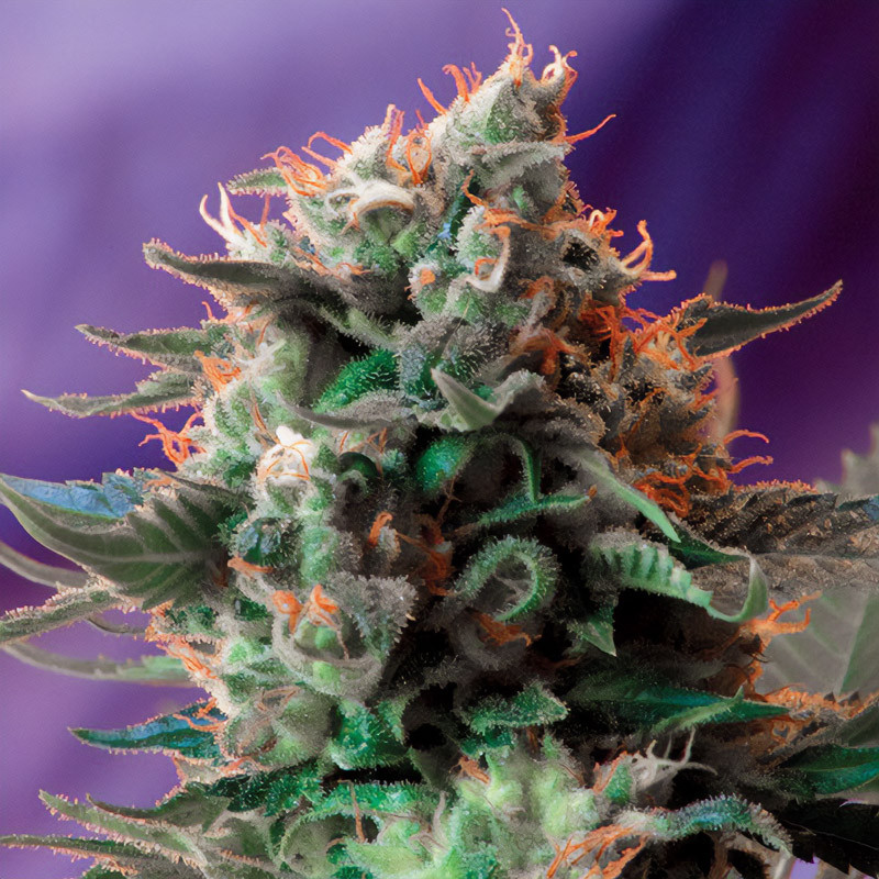Jack 47 F1 Fast Version - Sweet Seeds - feminisierte Samen