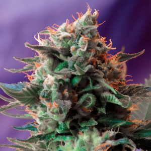 Jack 47 - Sweet Seeds - feminisierte Samen