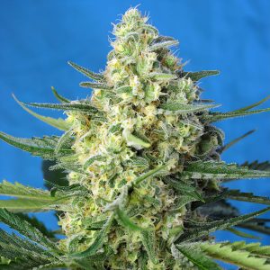 Jack 47 XL Auto - Sweet Seeds - Autoflowering Samen
