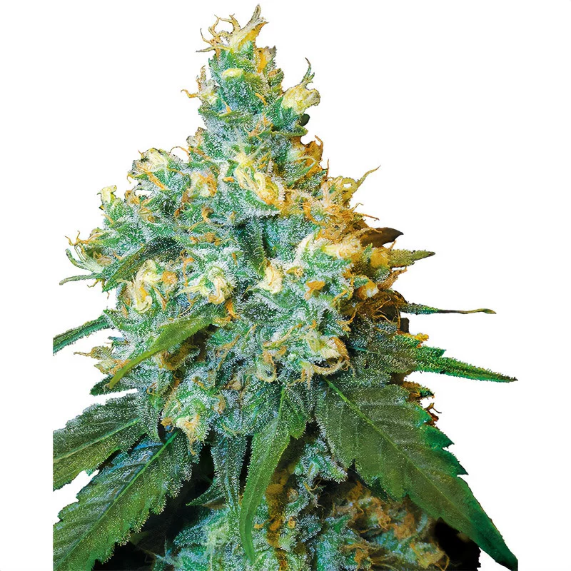 Jack Herer - Sensi Seeds - feminisierte Samen