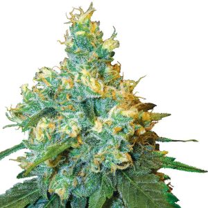 Jack Herer - Sensi Seeds - reguläre Samen