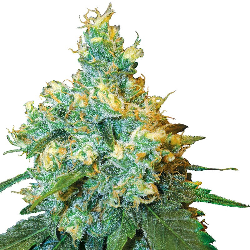 Jack Herer - Sensi Seeds - reguläre Samen