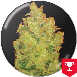 Jack La Mota - Medical Seeds - feminisierte Samen