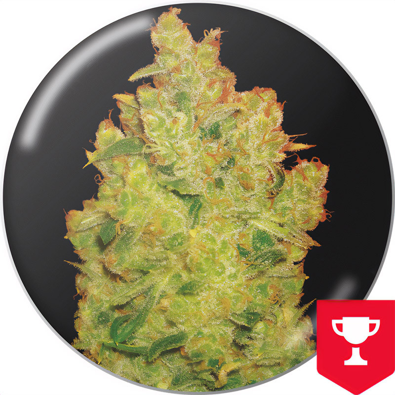 Jack La Mota - Medical Seeds - feminisierte Samen