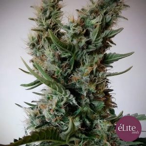 Jack Ultra CBD - Elite Seeds - Samen