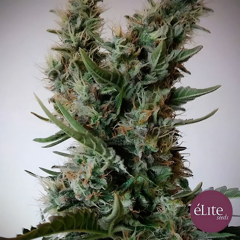 Jack Ultra CBD - Elite Seeds - Samen