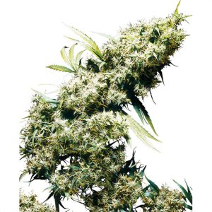 Jamaican Pearl - Sensi Seeds - feminisierte Samen