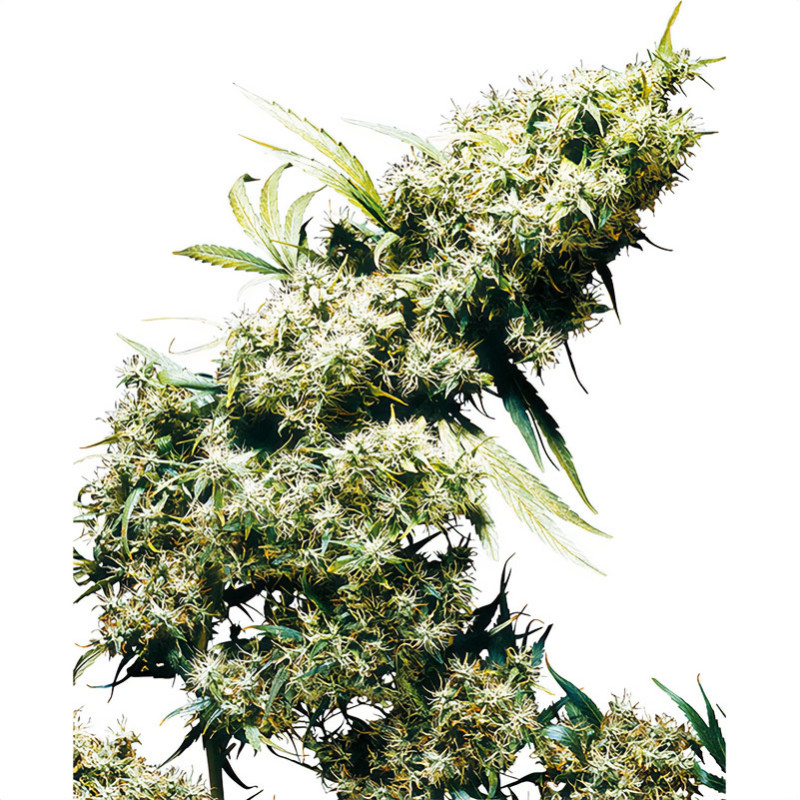 Jamaican Pearl - Sensi Seeds - feminisierte Samen