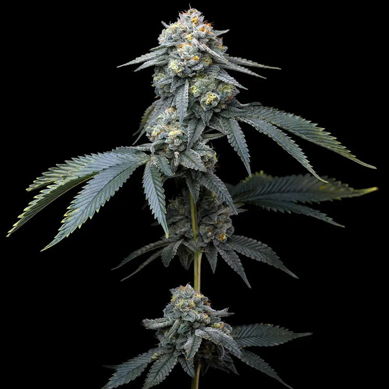 Jealousy feminisierte Cannabissamen, Ansicht 3