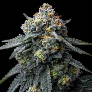 Jealousy - Barney's Farm - feminisierte Samen