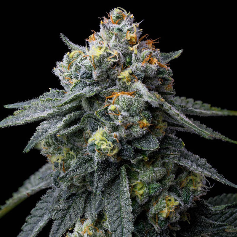 Jealousy - Barney's Farm - feminisierte Samen