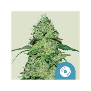 Joanne’s CBD - Royal Queen Seeds - Samen