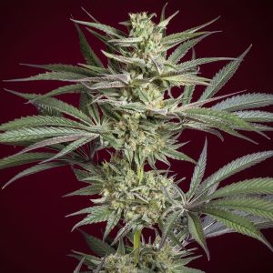 Juanita la Lagrimosa - Reggae Seeds - CBD Samen