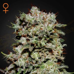 Kalashnikova - Green House Seeds - feminisierte Samen