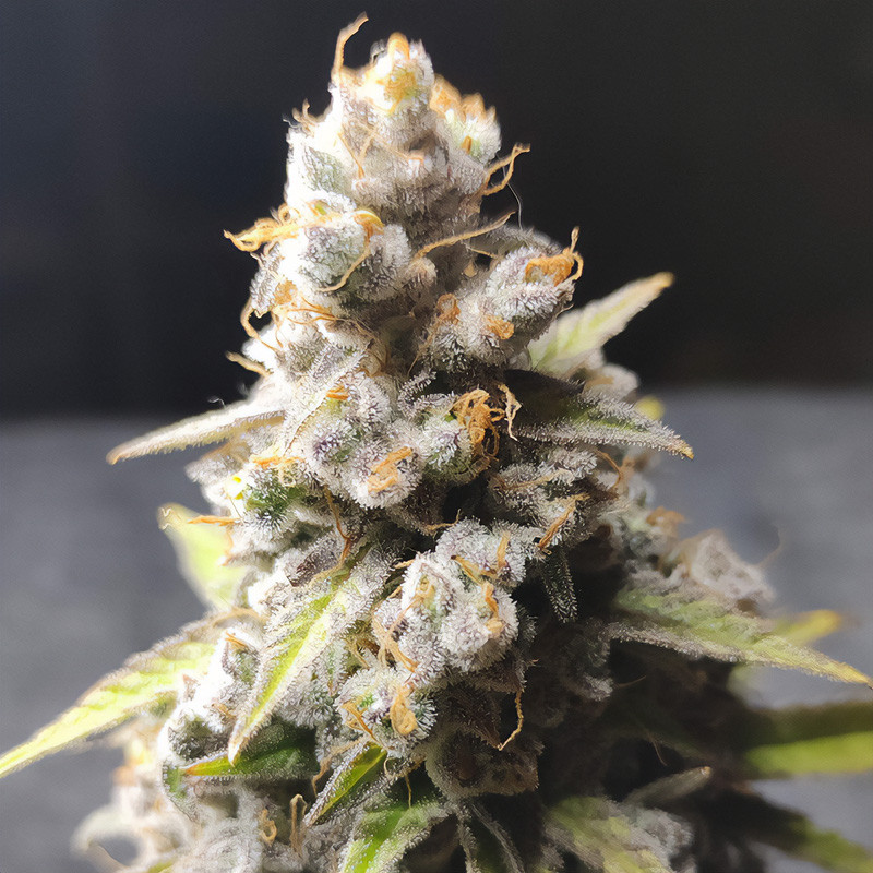 Kali Dog feminisierte Cannabissamen, Ansicht 3