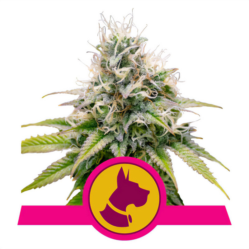 Kali Dog - Royal Queen Seeds - feminisierte Samen