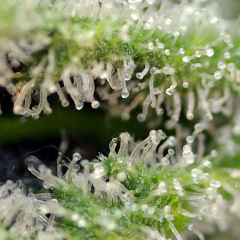 Killer Kush Fast Version feminisierte Cannabissamen, Ansicht 2