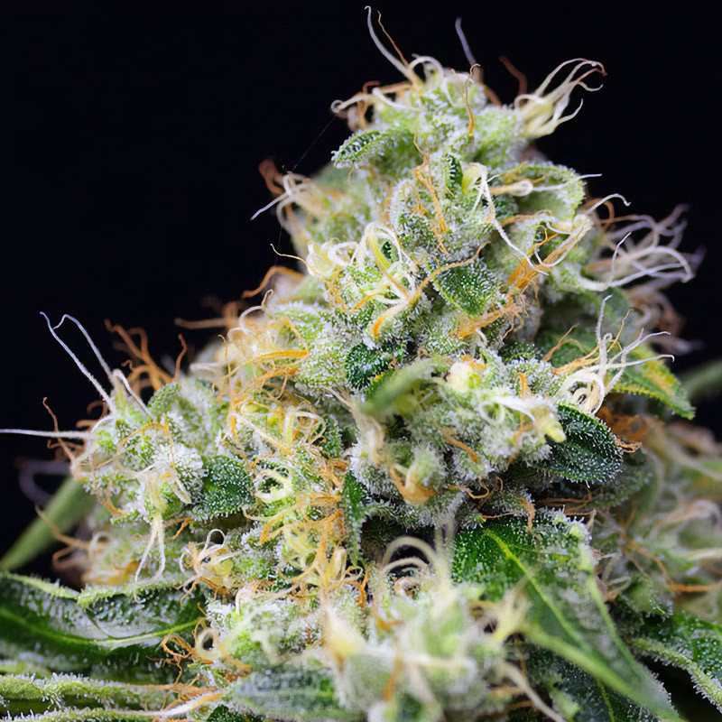 Killer Kush Fast Version feminisierte Cannabissamen, Ansicht 3