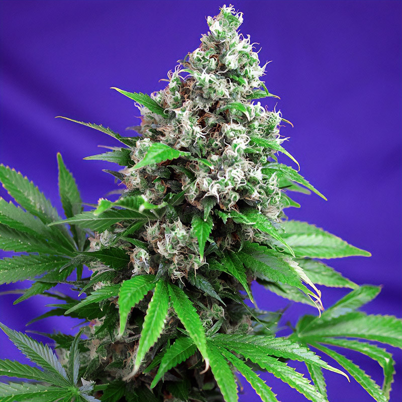Killer Kush Fast Version - Sweet Seeds - feminisierte Samen
