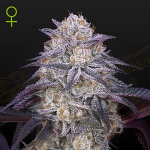 King's Juice Auto - Green House Seeds - Autoflowering Samen