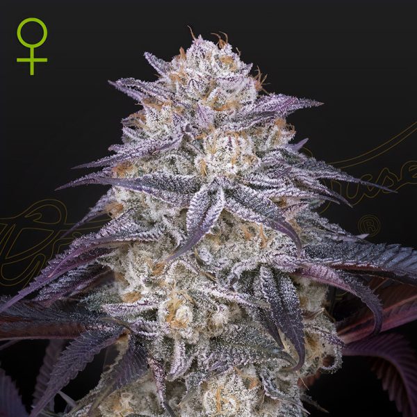 King's Juice Auto - Green House Seeds - Autoflowering Samen
