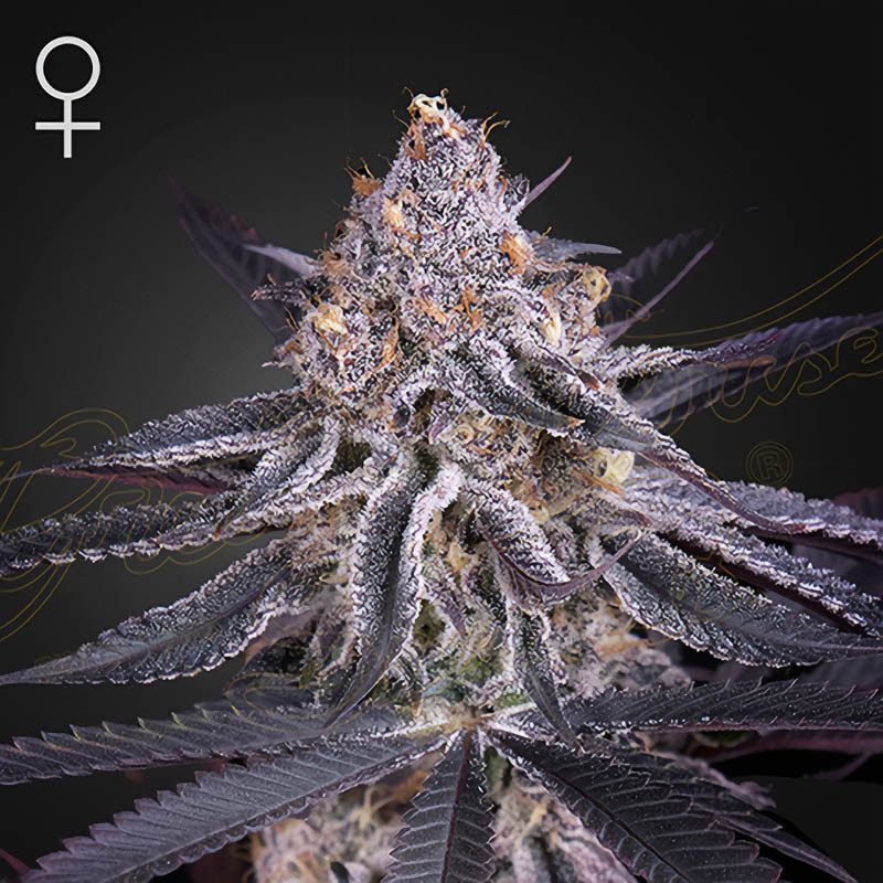 King's Juice - Green House Seeds - feminisierte Samen