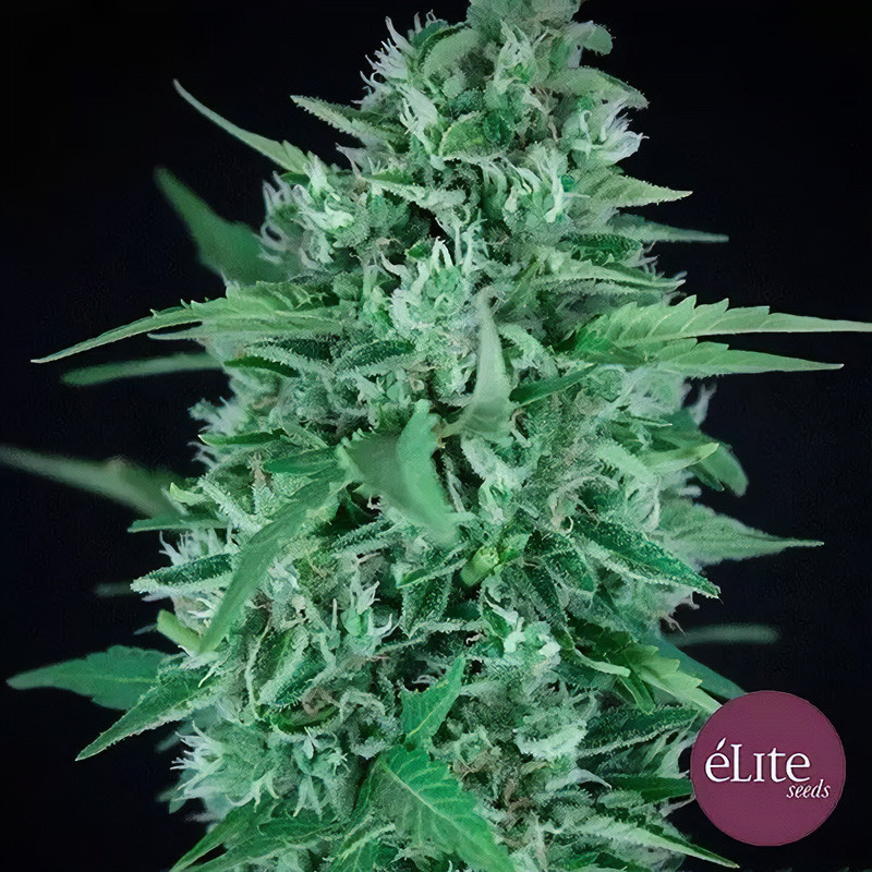 La Rica Auto CBD - Elite Seeds - Samen