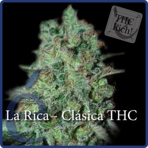 La Rica Clásica THC - Elite Seeds - feminisierte Samen
