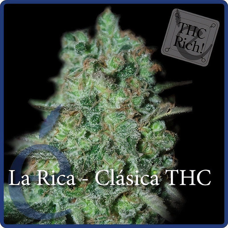 La Rica Clásica THC - Elite Seeds - feminisierte Samen