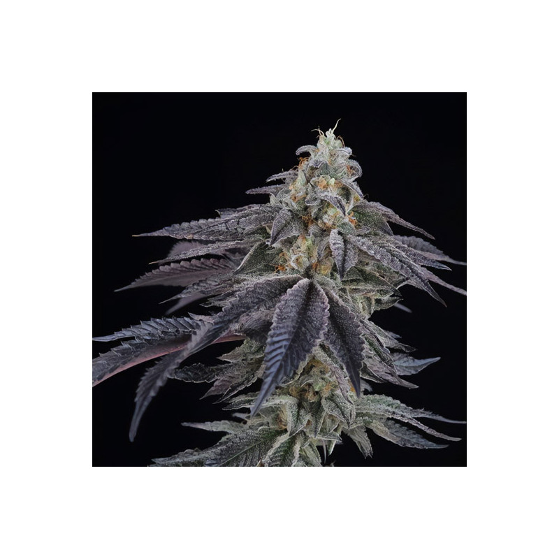 Lemon Curd feminisierte Cannabissamen, Ansicht 3