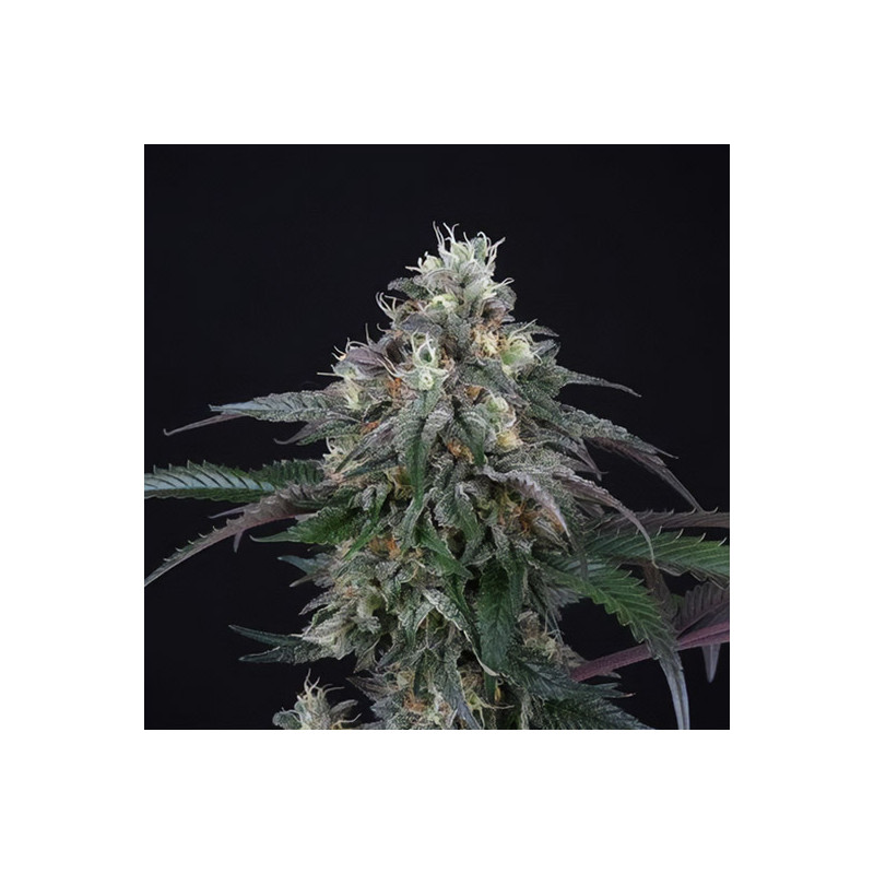 Lemon Curd - Perfect Tree - feminisierte Samen