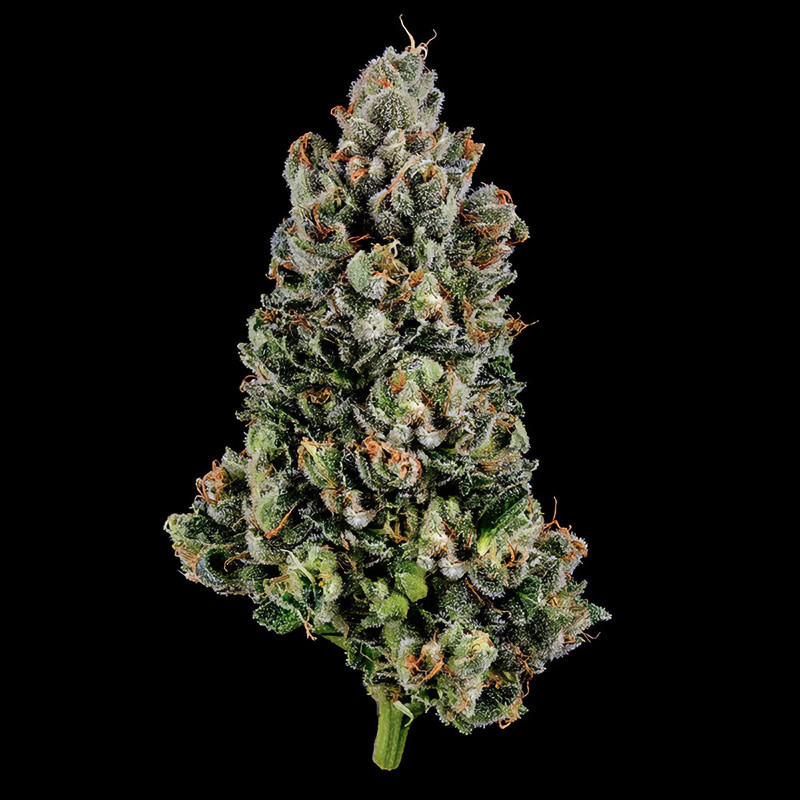 Lemon OG Kush feminisierte Cannabissamen, Ansicht 3