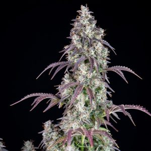 Lemon Pie Auto - FastBuds - Autoflowering Samen