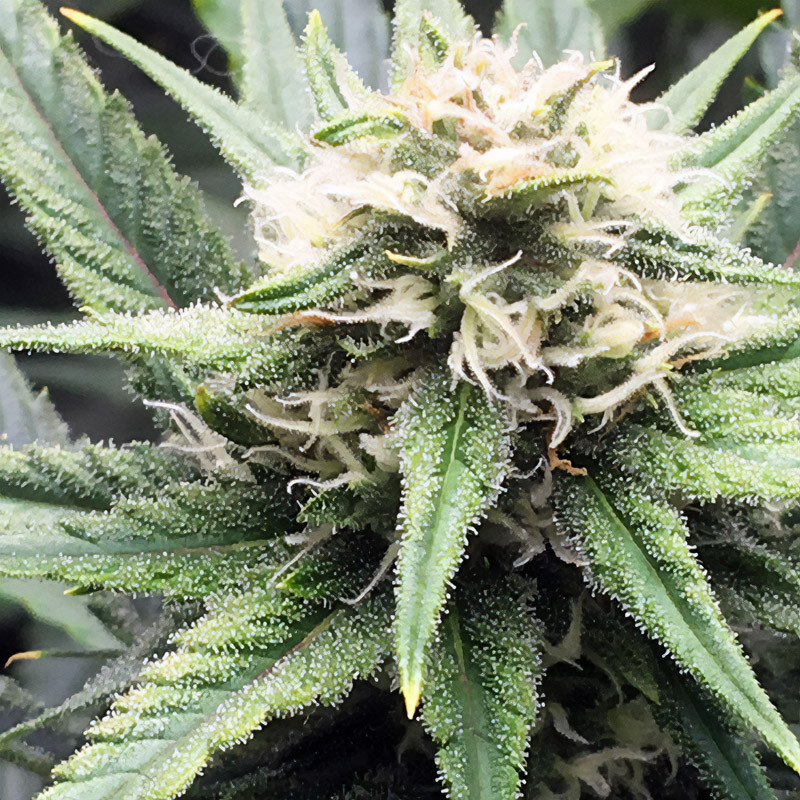 Lemon Shining Silver Haze feminisierte Cannabissamen, Ansicht 3