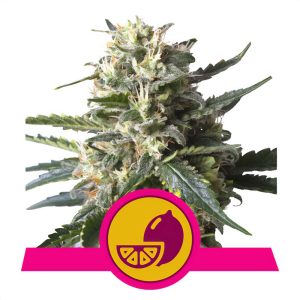 Lemon Shining Silver Haze - Royal Queen Seeds - feminisierte Samen
