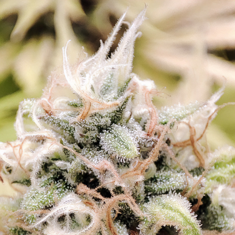 Lemon Shining Silver Haze feminisierte Cannabissamen, Ansicht 4